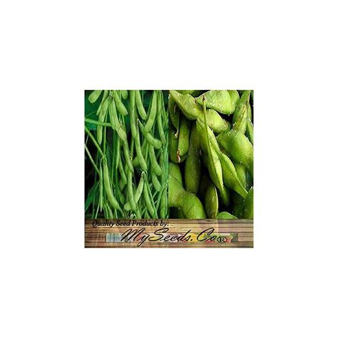 Buy Big Pack (100) Japanese Edamame Seeds - High in Protein - Young Soy ...