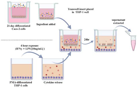 Tailored Combinations of Human Milk Oligosaccharides Modulate the ...