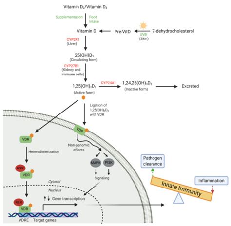 Vitamin D Modulation of the Innate Immune Response to Paediatric ...