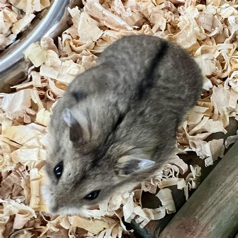 Chinese Dwarf Hamster