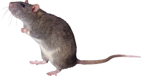 Image result for Rat Dance Note Block