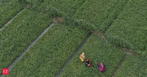 Crystal Crop Protection to acquire cotton, mustard, pearl millet and ...