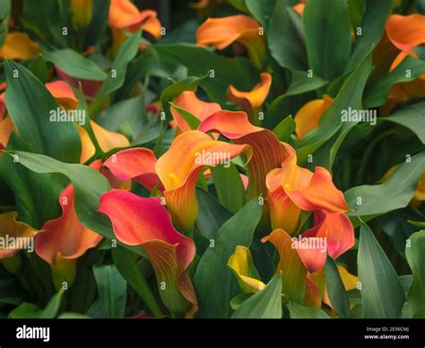 Red and yellow calla lilies hi-res stock photography and images - Alamy