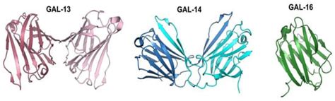 Placental Galectins in Cancer: Why We Should Pay More Attention