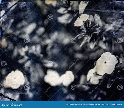 Wet Plate Collodion Vintage Image of Hisotrical Process of Photography ...