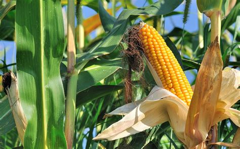 Illegal GM Maize Found in Indian Food Products, Study Reveals
