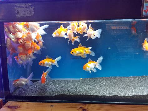 Why Are Goldfish Called Goldfish? The Origins and Meaning Behind the ...