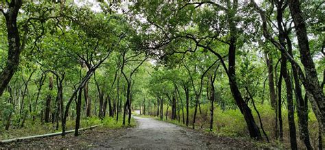 How the Marayoor sandalwood reserve can give your loved ones a ...