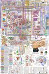 Image result for Storage of Waste Brain Map