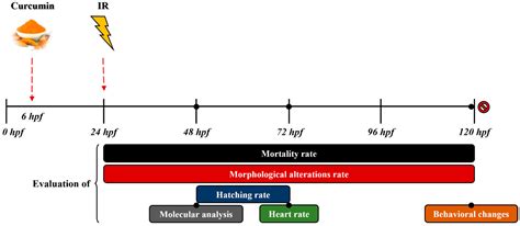 Curcumin’s Radioprotective Effects on Zebrafish Embryos