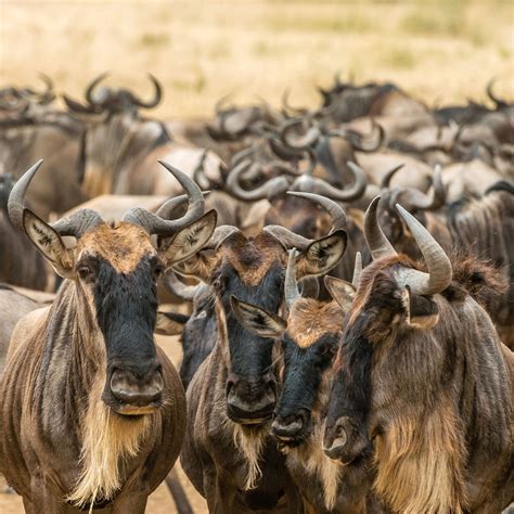 What is Wildebeest Migration Calving Season? - Safari Ventures