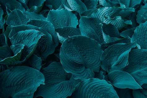 Green 的图像结果