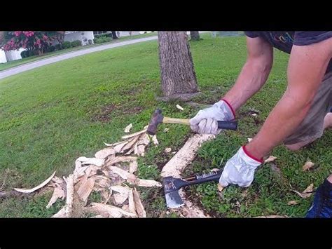 Image result for How to Mow Over Tree Roots