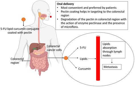 Possible Strategy for Colon Carcinoma Cells | Encyclopedia MDPI