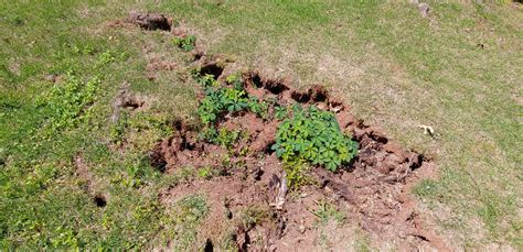 Groundhog Holes In Yard