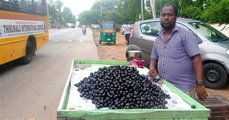 there is a huge demand in channarayapatna for the purple fruit which is ...