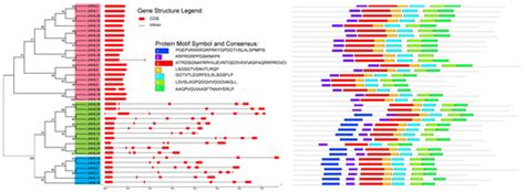 Systematical Characterization of the AT-Hook Gene Family in Juglans ...