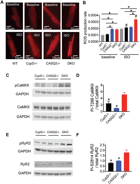 Genetic Inhibition of Mitochondrial Permeability Transition Pore ...