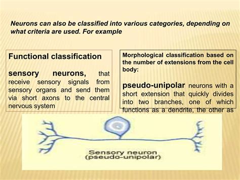 Neuron & its structural & functional type by Murtaza Syed | PPTX
