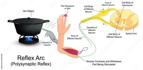 Image result for Reflex Arc Example