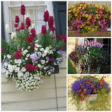 fioriere per davanzale finestra fioriere da balcone come valorizzare piante e fiori in fioriere per davanzale finestra fioriere da balcone come valorizzare piante e fiori in