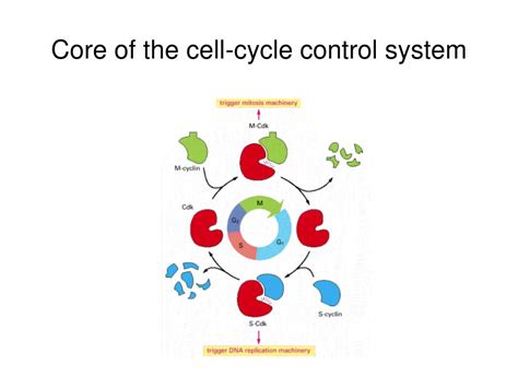 Image result for Cell Cycle Control Systems