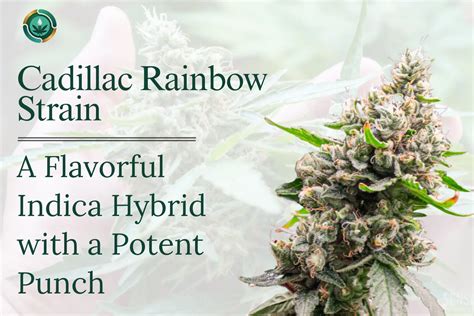 Cadillac Rainbow Strain: Flavorful Indica Hybrid & Potent Effects