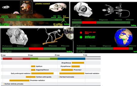 Primate Evolution Diagram | Quizlet
