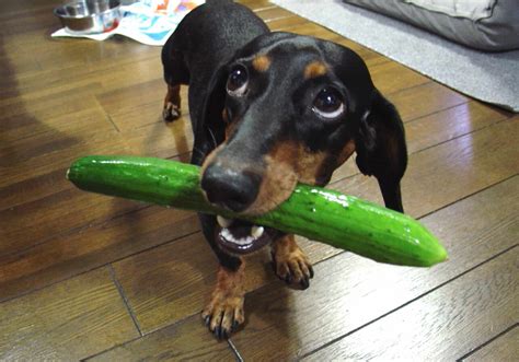 Can Dogs Eat Cucumbers? - 6 Health Benefits for Dogs
