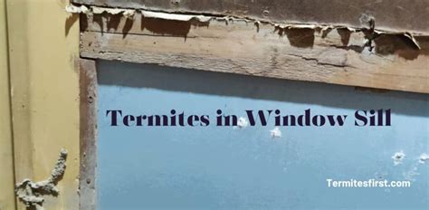 Termites at Windows 的图像结果