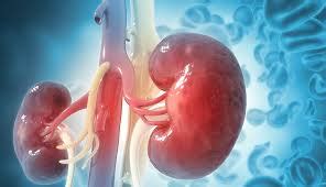 7 most effective ways to keep your kidneys clean and healthy, your ...