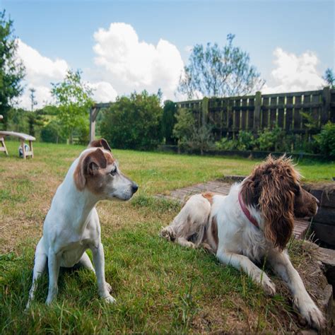 Whats The Average Lifespan Of A Jack Russell
