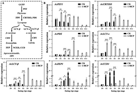 The Effect of 1-MCP on the Expression of Carotenoid, Chlorophyll ...