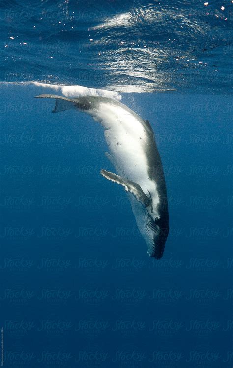 Newborn Humpback Whale