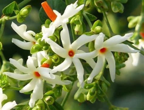 Buy 1 Packet of 10 Night-Flowering Coral Jasmine, Parijat - Oleaceae ...