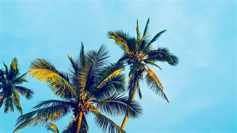 Download wallpaper 1920x1080 palm trees, sky, tropics, trees, light ...