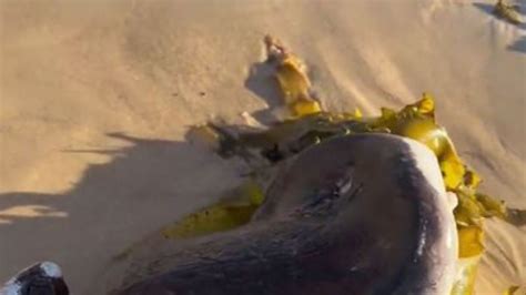 Image result for Alien Creature Bondi