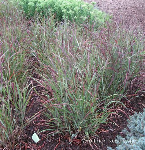 Panicum virgatum RR1 Ruby Ribbons PP17944 | Hoffman Nursery