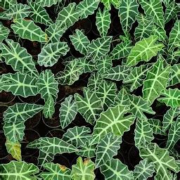 Plants world mannuthy - Garden center - Thrissur - Kerala | Yappe.in