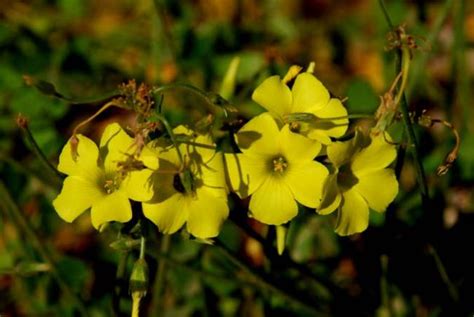 Süs Yoncası, Uyku çiçeği (Oxalis sp.) - Page 5 - agaclar.net