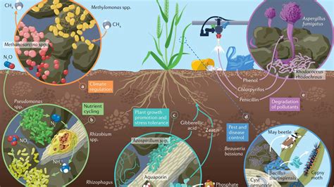 Soil Structure And Microbiome Functions In Agroecosystems at Michael ...