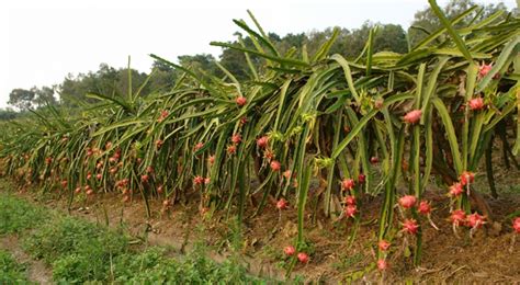 果树苗基地长期出售 火龙果苗 适合南北方种植 火龙果苗-阿里巴巴