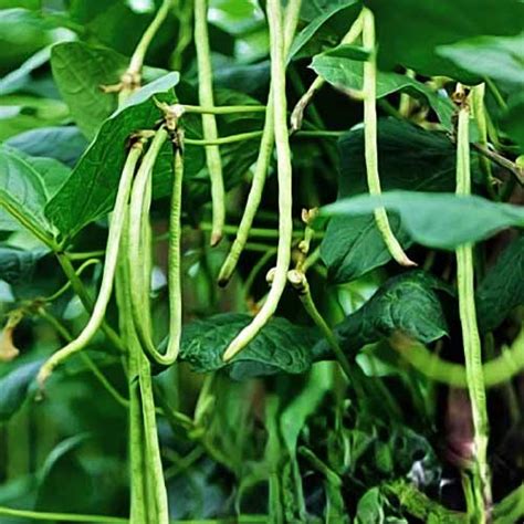 Cowpeas Green Dwarf Seeds - Compact Growth, High Yield, 40-50 Days to ...