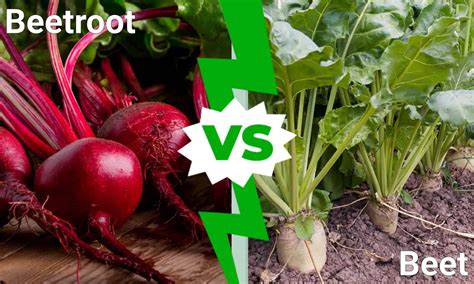 What Color Is Sugar Beet at David Goree blog