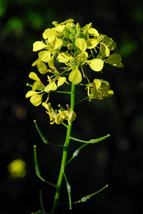 Sinapis L. | Plants of the World Online | Kew Science