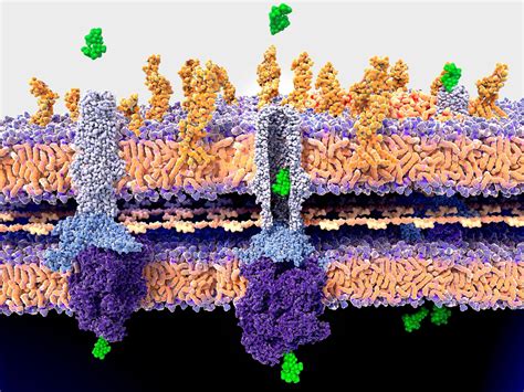 Antibiotic Breakthrough: Scientists Finally Figure Out How Penicillin Kills Bacteria