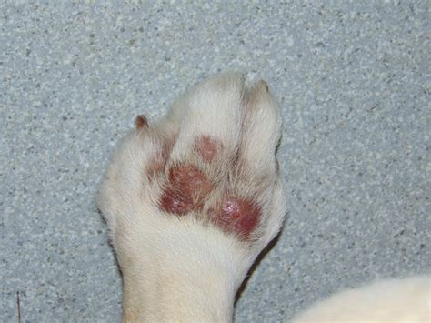 Dog Tick Bite Granuloma at James Daulton blog