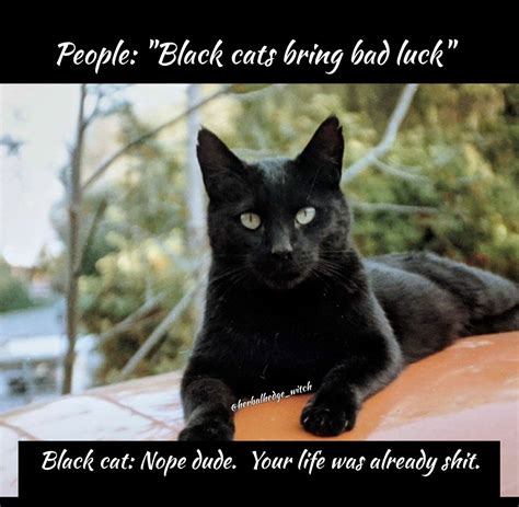 Funny Black Cat Quote