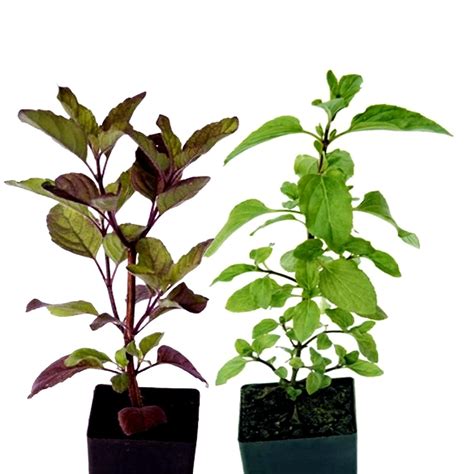 Desi Gardener Live Set of 2 Ayurvedic Tulsi Plants – Rama (Green) and ...