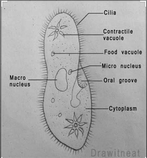 diagram of Paramecium - Brainly.in